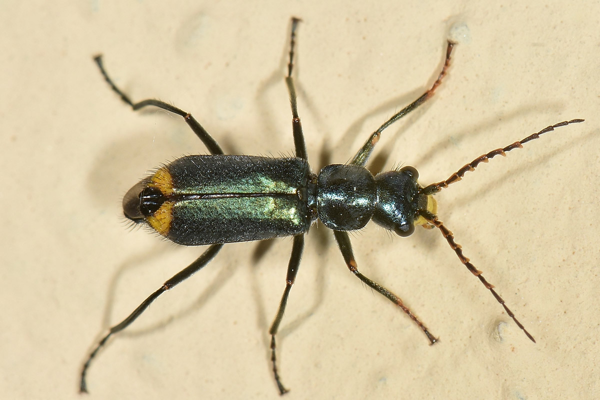 Malachiidae: Clanoptilus emarginatus
